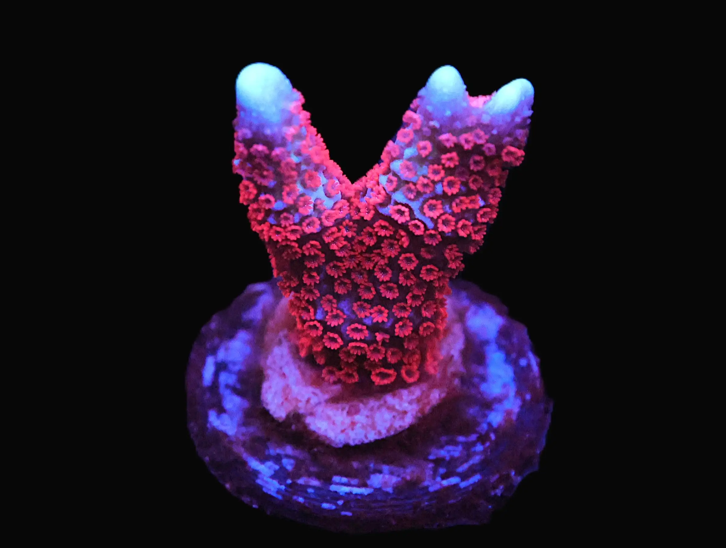 SDC Monti: Superman Digi Cult