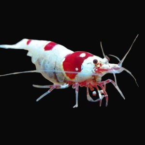 28:Shrimp Crystal Red Shrimp Gr A