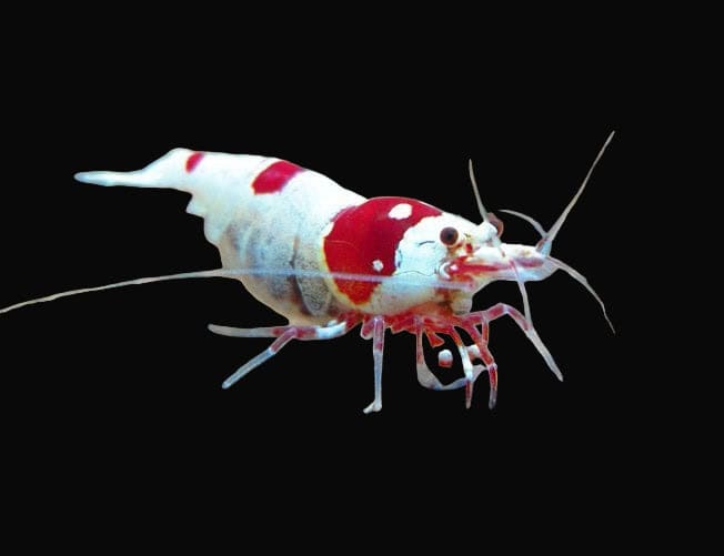 28:Shrimp Crystal Red Shrimp Gr A