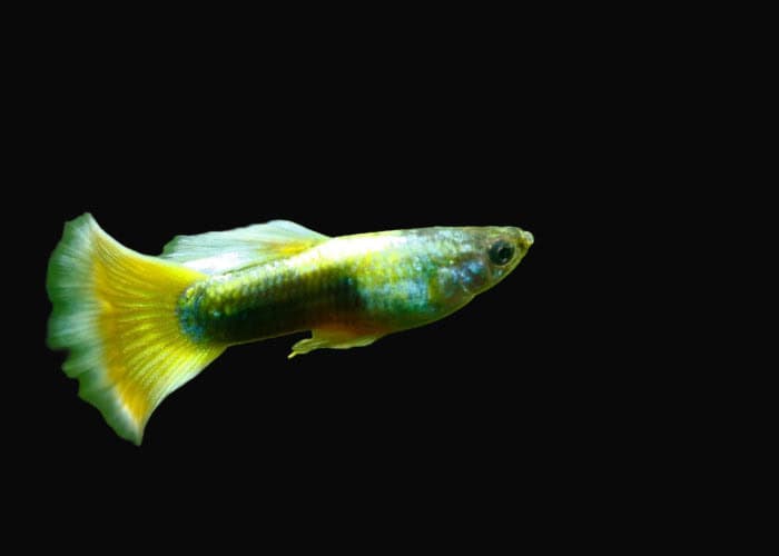 34:Guppy Yellow Tux: Pair