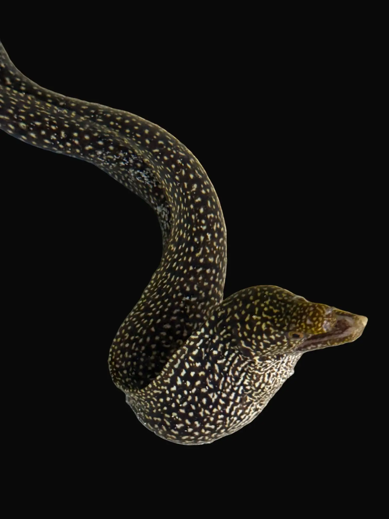 Eel: White Spotted Eel; Japan