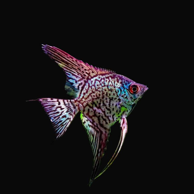 12:Angelfish Leopard
