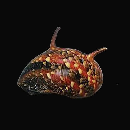 29:Snail Thorny Tricolor