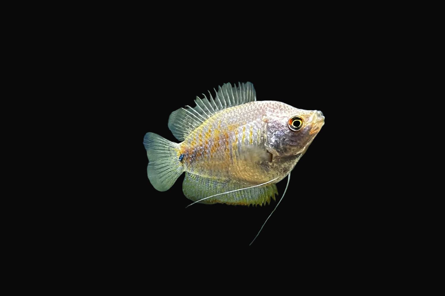 32:Gourami Dwarf Female