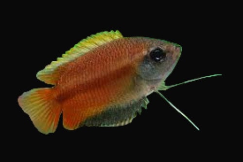32:Gourami Honey Dwarf