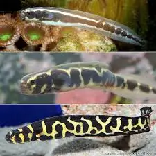 Goby: Engineer (Neon)