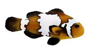 Clown:Blacker Ice Ocellaris;CB