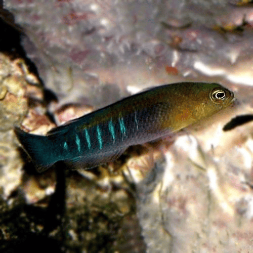 Pseudo: Blue Bar chromis; Male
