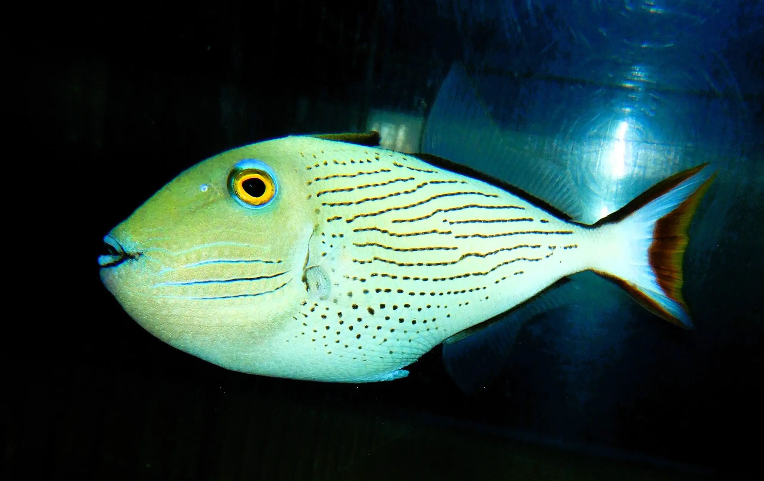 F08 - LINESPOT TRIGGER