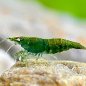 28:Shrimp Green Jade