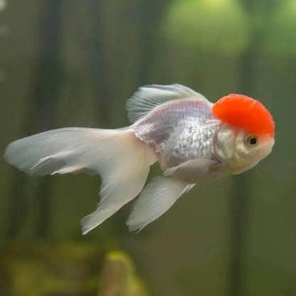 31:Goldfish Oranda Red Cap