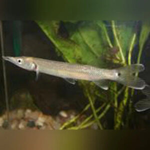 45:Hujeta Black Spot Gar