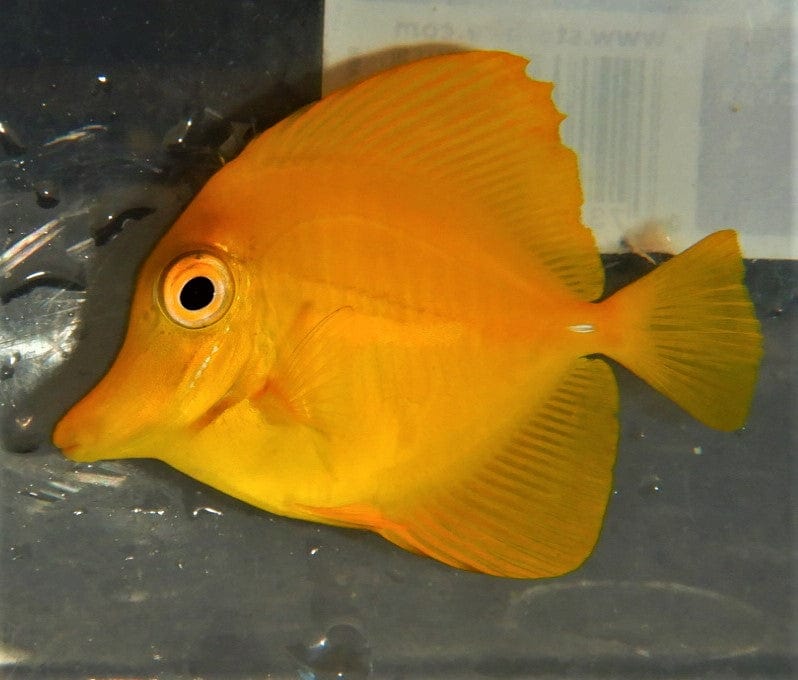 Tang: Yellow; Haw. - Imperfect