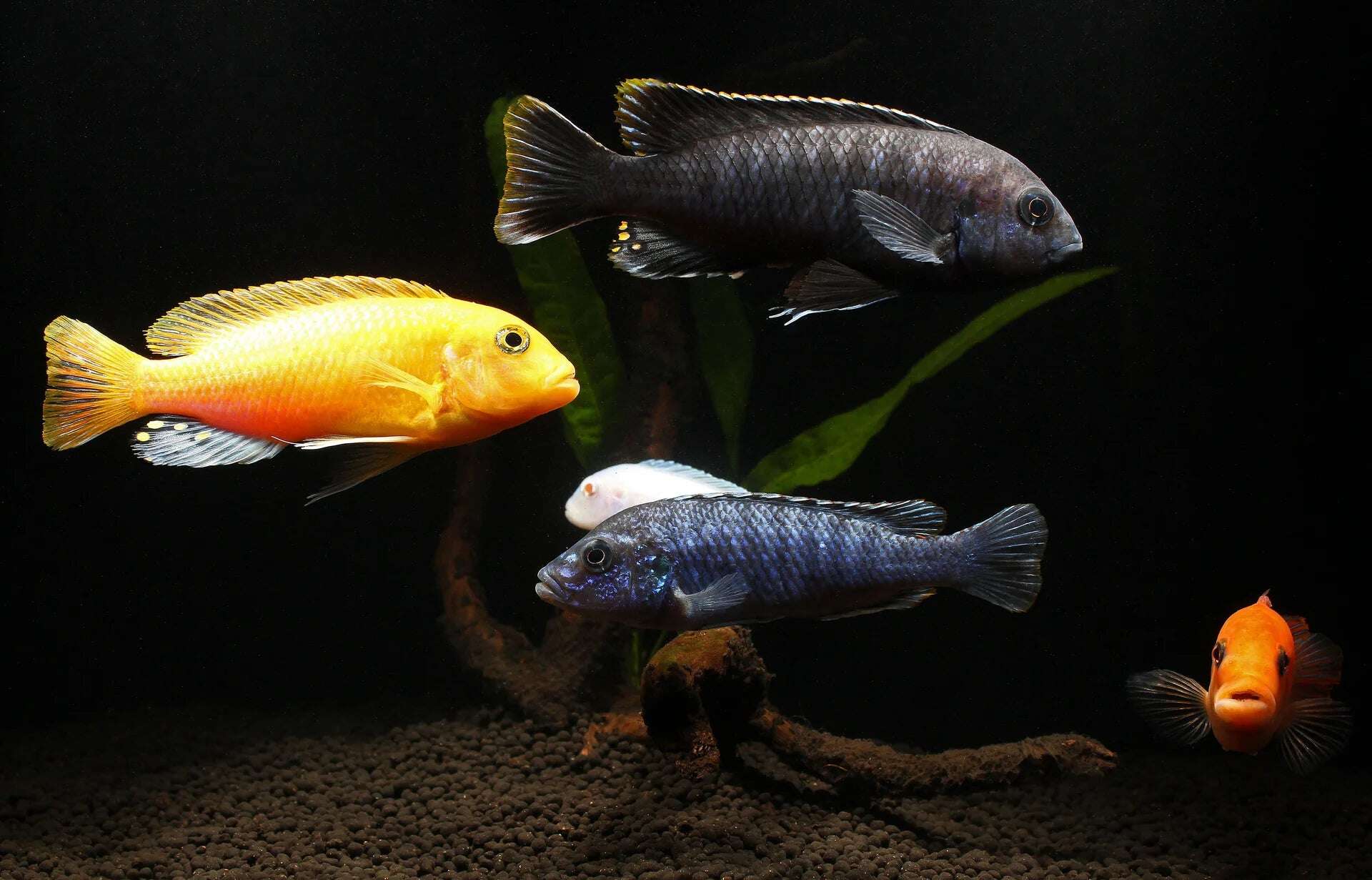 21:Cichlid Assorted Color Mbuna