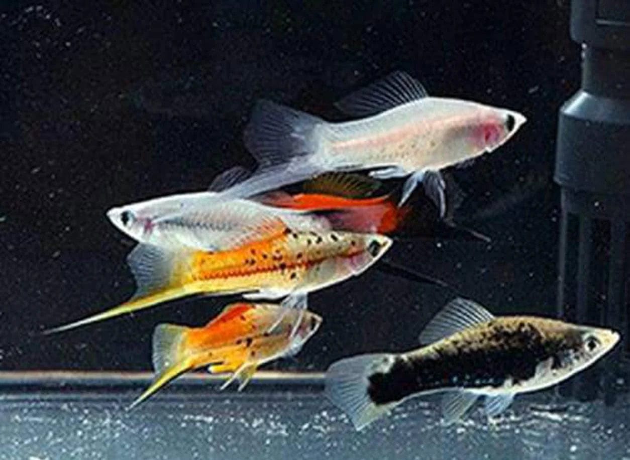 47:Swordtail Assorted