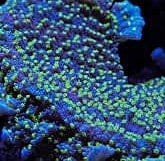 SDC Monti: Tubbs Stell ENCRUST