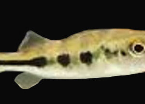 22:Cichlid Peacock Bass Ocellaris