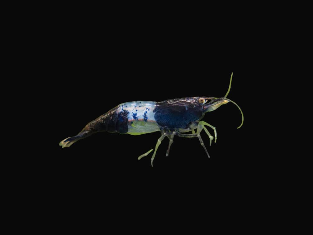 28:Shrimp Carbon Rili