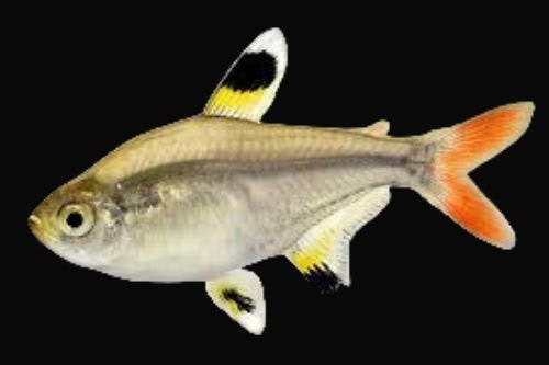 48:Tetra Pristella