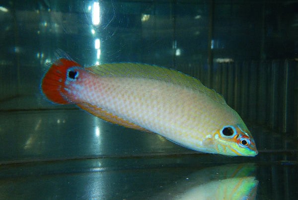 Wrasse: Earspot : Male; Mar.