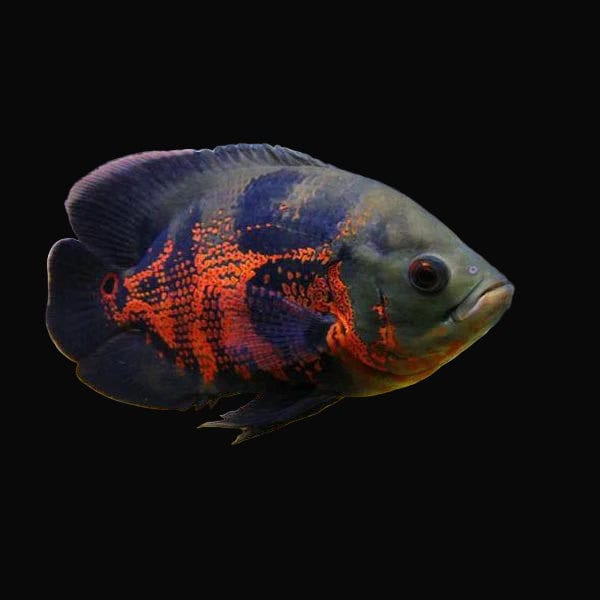 22:Cichlid Oscar Tiger