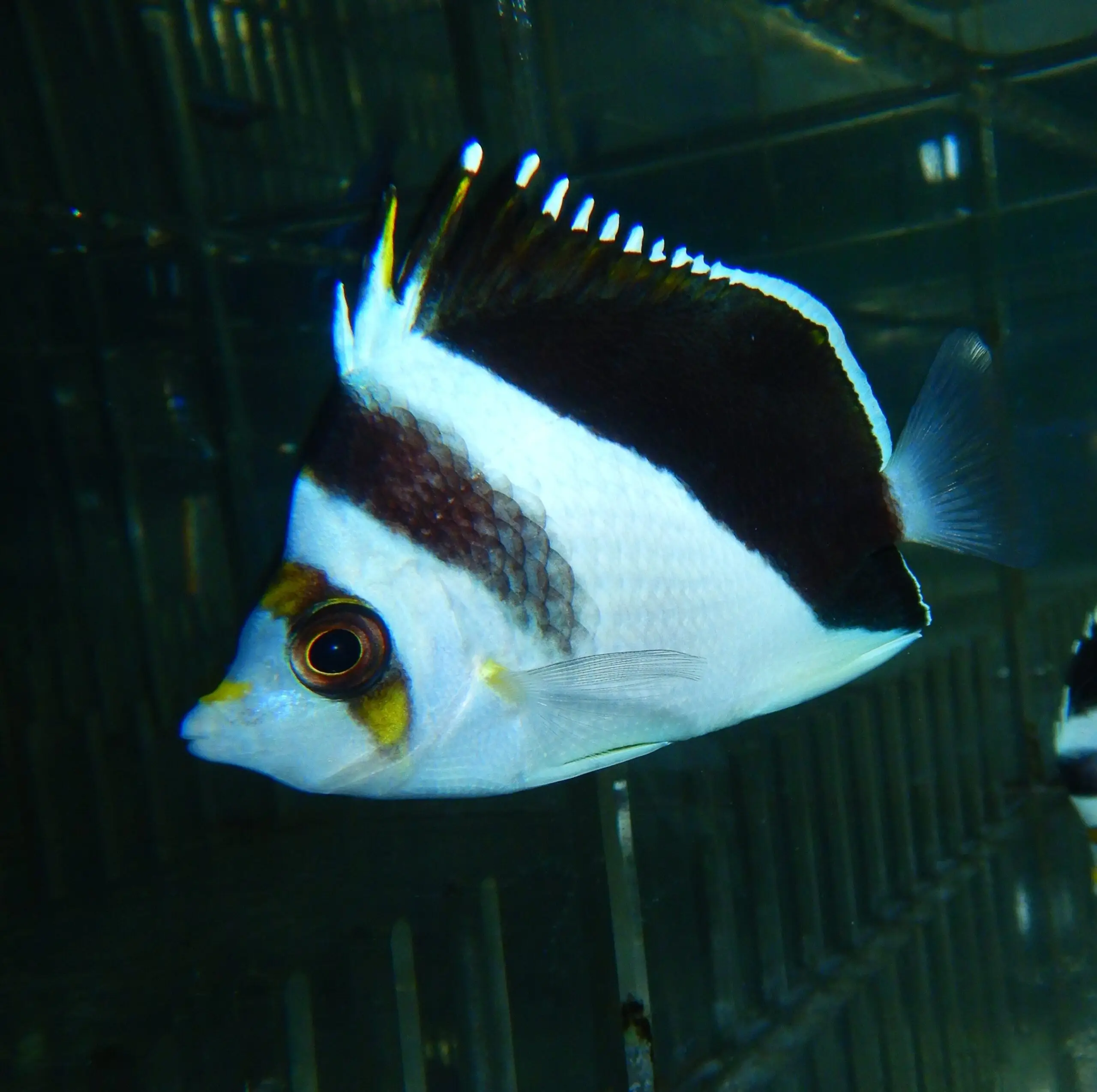 F10 - TINKERI / BURGESS HYBRID BUTTERFLY