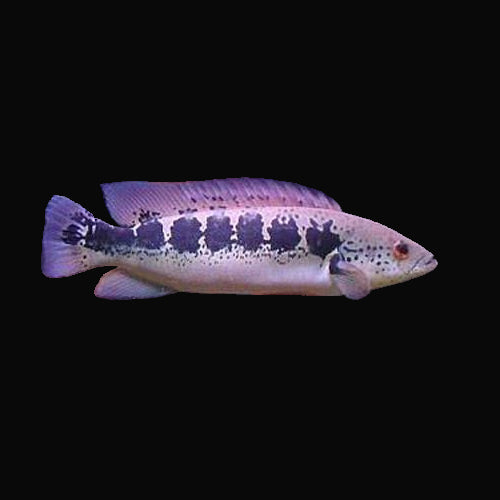 22:Cichlid Pike Striped