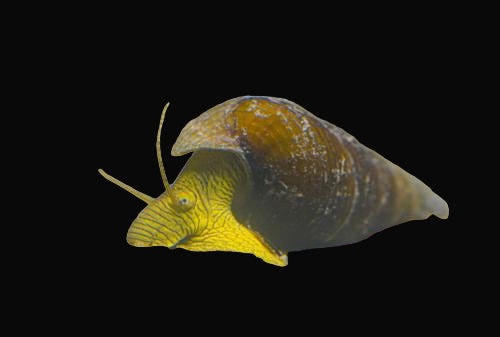 29:Snail Yellow Rabbit