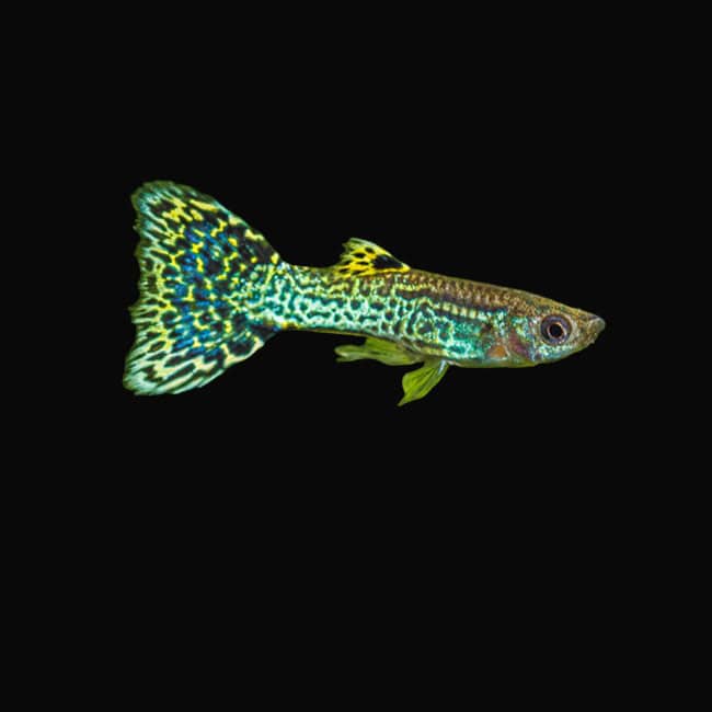 34:Guppy Green Cobra: Pair