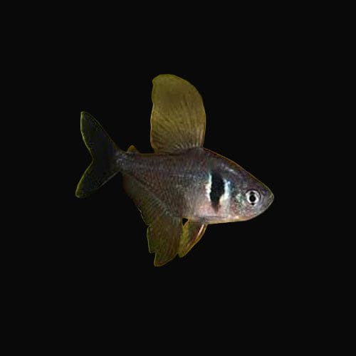 48:Tetra Black Phantom