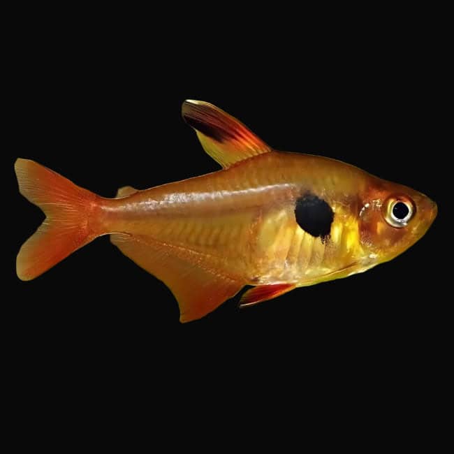 48:Tetra Red Phantom