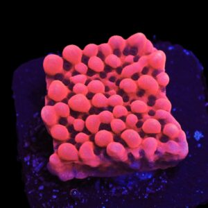 SDC Monti: Lava Lamp Cult