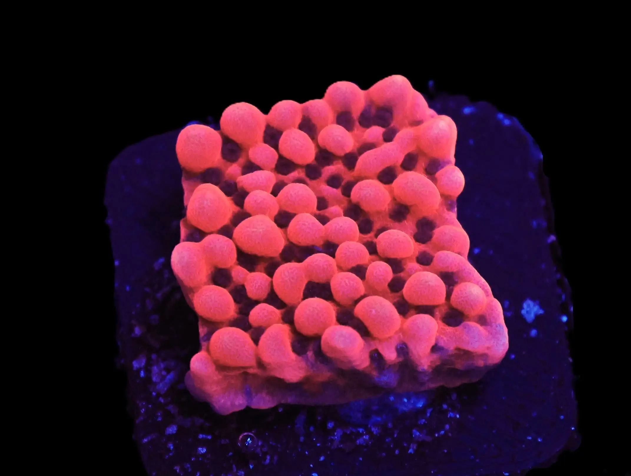 SDC Monti: Lava Lamp Cult