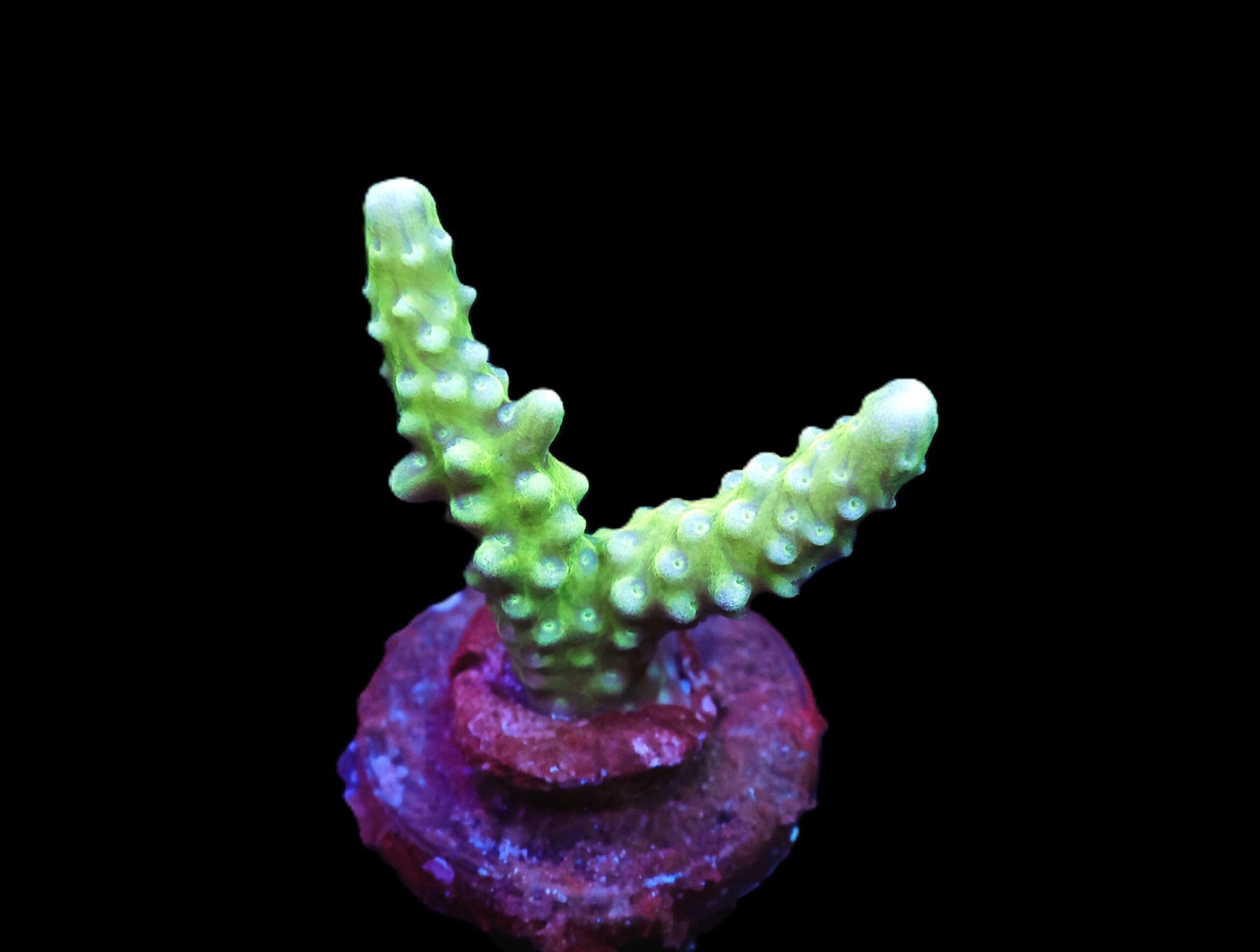 SDC Anacropora: Aus Grn Cult