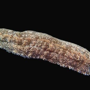 Cucumber: Sand Sifting; Atl.