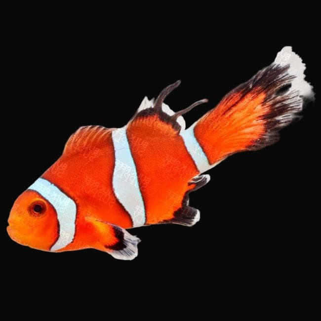 Clown: Ocellaris; Threadfin;CB