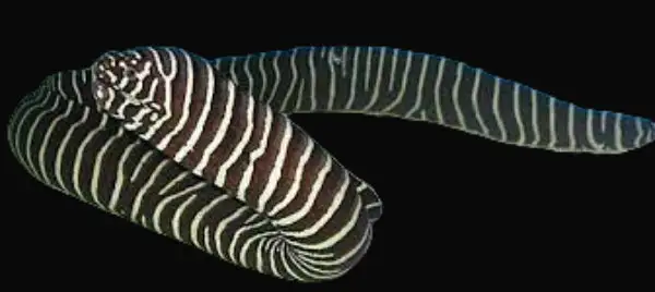 Eel: Zebra Moray