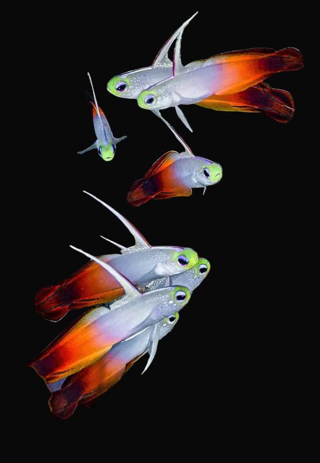 Goby: Firefish; Fiji
