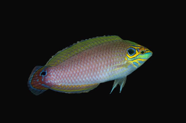 Wrasse: Earspot : Female; Mar.