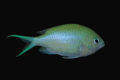 Damsel: Green Chromis