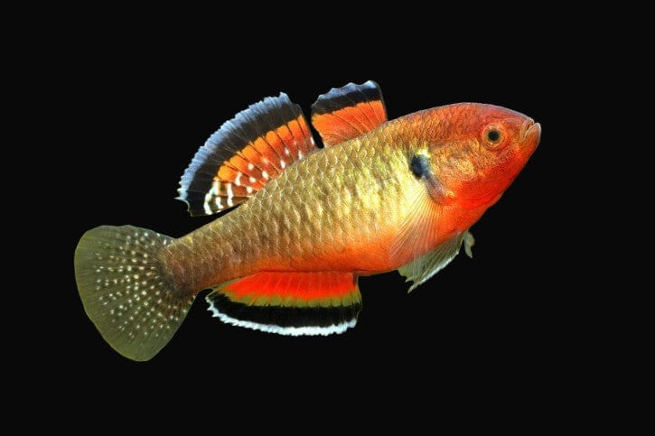 16:Goby Empire Gudgeon