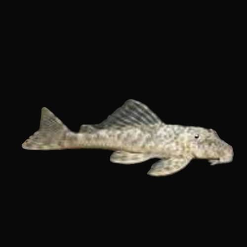 42:Pleco L-127 Columb False Zebra