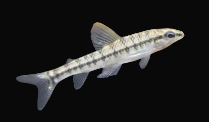 48:Tetra Darter Goby