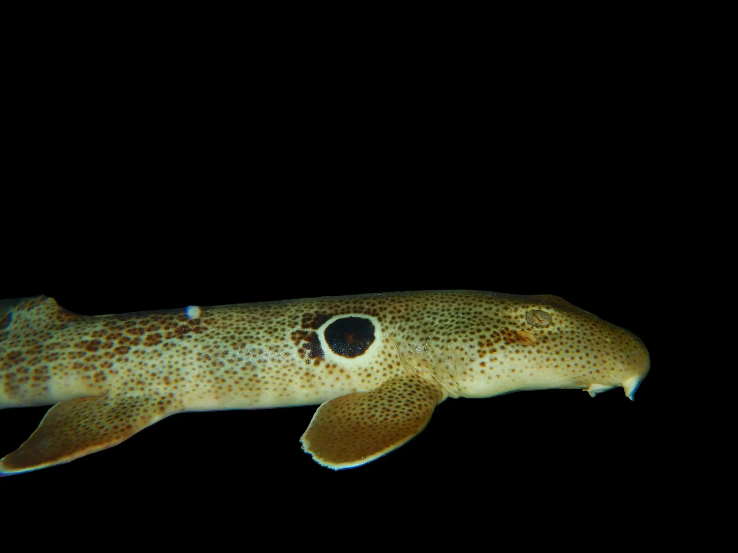 Shark: Speckled Epaulette Aus