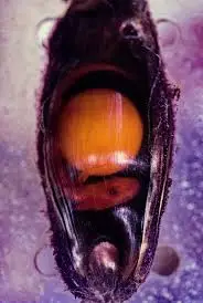 Shark: Speckled Epaule Egg TR