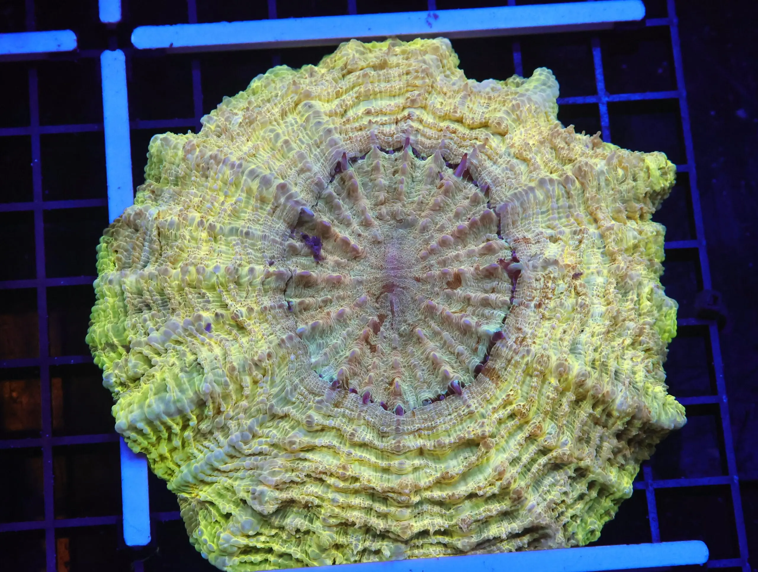 B126 - INDO POT OF GOLD ACANTHOPHYLLIA