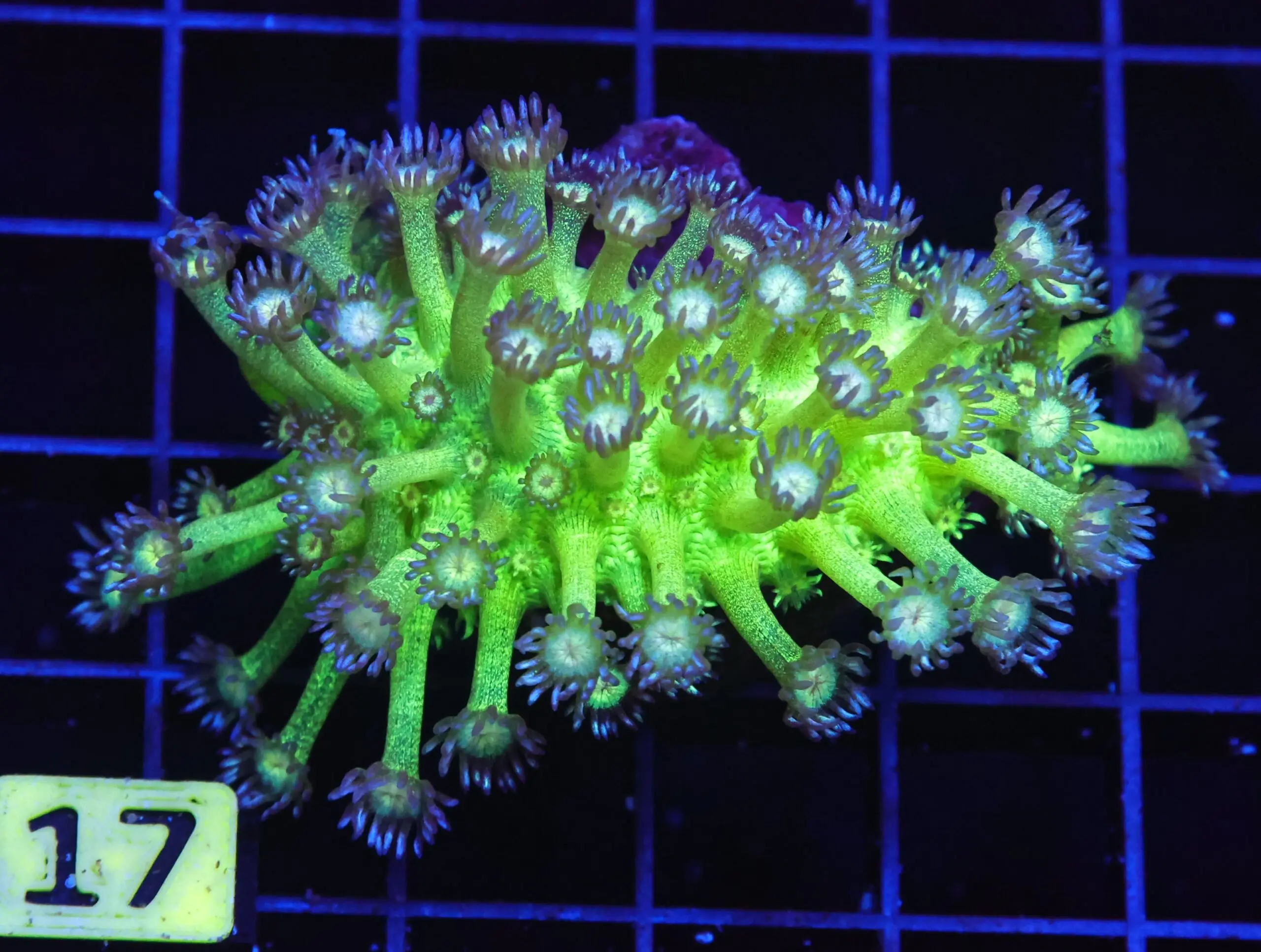 B17 -INDO GLITTER BOMB GONIOPORA