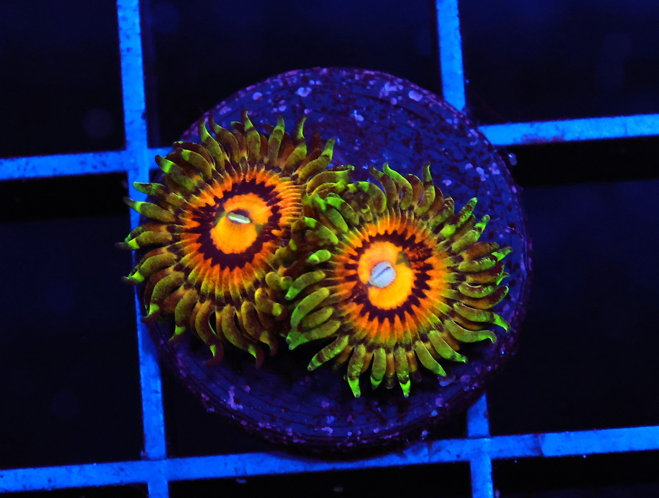 C165 - SDC RAINBOW INCINERATOR ZOA/PALY