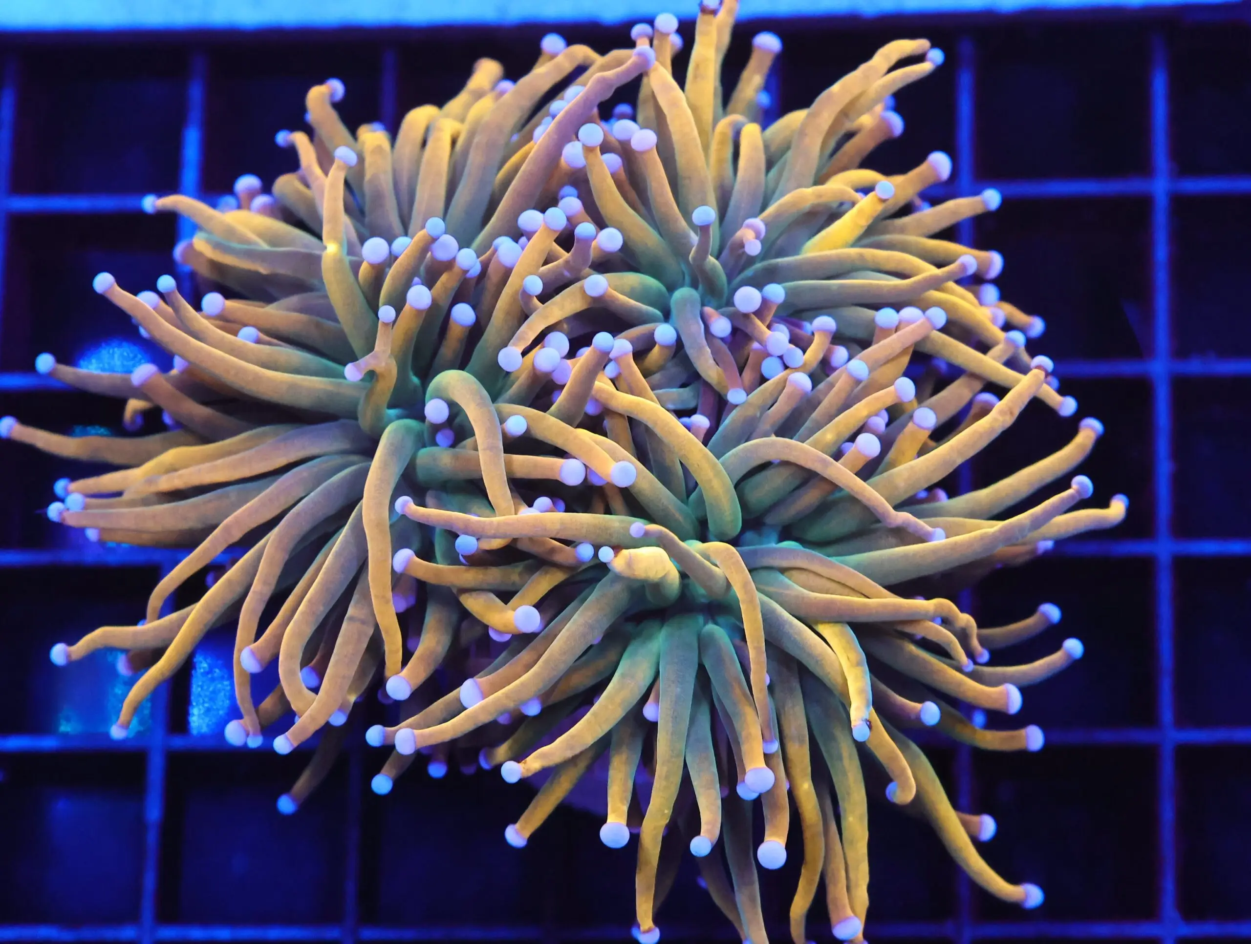 D14 - MALAYSIAN TORCH GRAIL VARIANT 3 HEAD