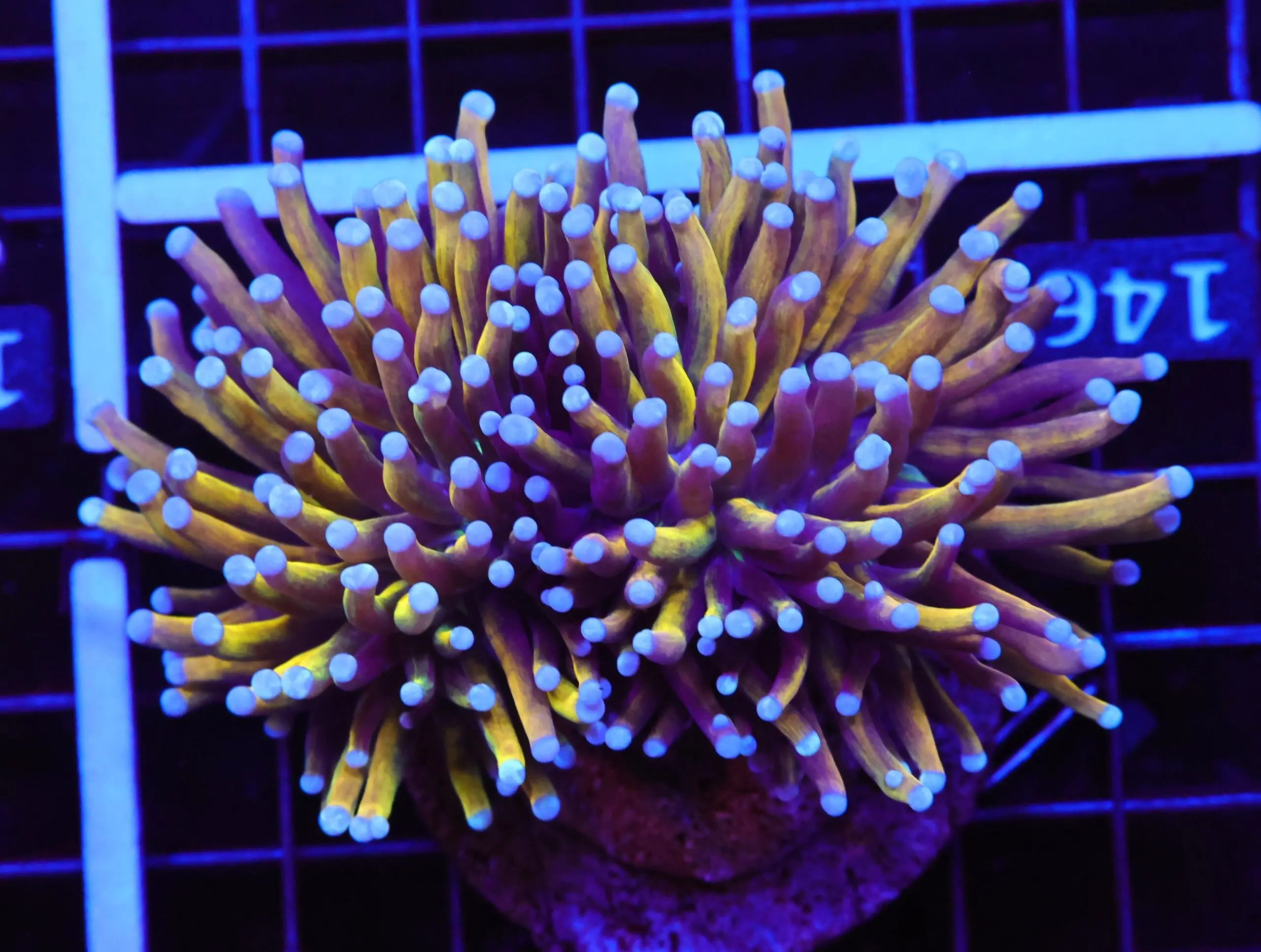 E146 - INDO TORCH GOLD TIGER 2 HEAD